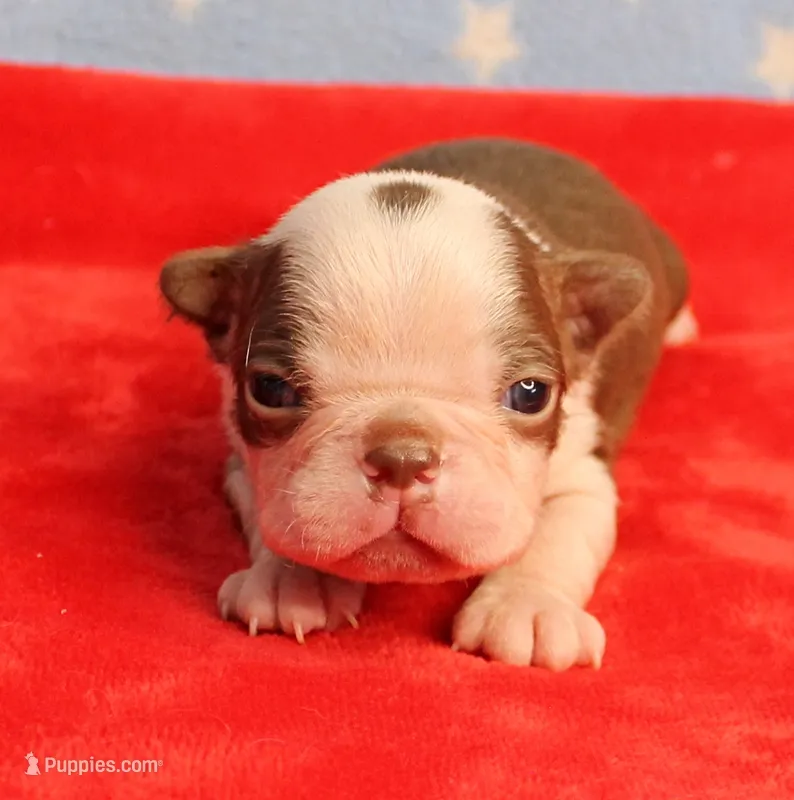 Zoe's Seal & White Male Puppy 4 – Boston Terrier puppy for sale in Mount Olive, NC