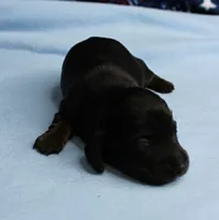 AKC Taylor's Black & Tan Male Puppy 3, a male Miniature Dachshund for sale in Mount Olive, NC – 5 of 10