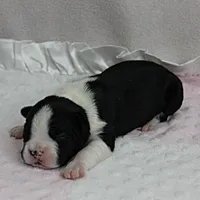 AKC Puddin's Black & White Female Puppy 1, a female Boston Terrier for sale in Mount Olive, NC – 4 of 10