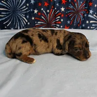 AKC Sallie's Black & Silver Dapple, Long Coat Female Puppy 3, a female Miniature Dachshund for sale in Mount Olive, NC – 9 of 10