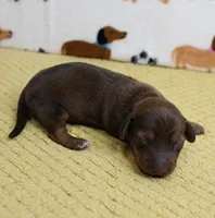 AKC Robin's Chocolate Female Puppy 2, a female Miniature Dachshund for sale in Mount Olive, NC – 8 of 10