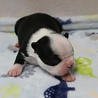 AKC Polly's Black & White Male Puppy 5, a male Boston Terrier for sale in Mount Olive, NC – 2 of 10