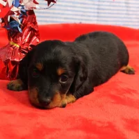 AKC Sallie's Black & Tan, Long Coat Female Puppy 1, a female Miniature Dachshund for sale in Mount Olive, NC – 2 of 10