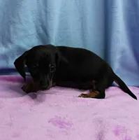 AKC Taylor's Black & Tan Male Puppy 4, a male Miniature Dachshund for sale in Mount Olive, NC – 8 of 10