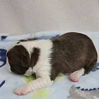 AKC Puddin's Chocolate & White Male Puppy 3, a male Boston Terrier for sale in Mount Olive, NC – 4 of 10