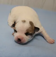  Chelsea's Fawn & White Male Puppy 4, a male Chihuahua for sale in Mount Olive, NC – 2 of 10