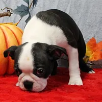 AKC Lula's Black & White Male Puppy 1, a male Boston Terrier for sale in Mount Olive, NC – 6 of 7
