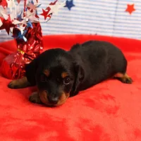 AKC Sallie's Black & Tan, Long Coat Female Puppy 1, a female Miniature Dachshund for sale in Mount Olive, NC – 3 of 10