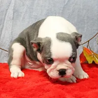 AKC Lula's Blue & White Male Puppy 2, a male Boston Terrier for sale in Mount Olive, NC – 2 of 10
