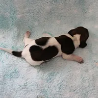 AKC Freckles Red & White Piebald Female Puppy 3, a female Miniature Dachshund for sale in Mount Olive, NC – 6 of 10