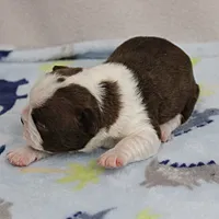 AKC Puddin's Chocolate & White Male Puppy 3, a male Boston Terrier for sale in Mount Olive, NC – 9 of 10