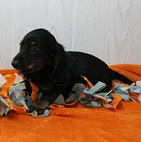 AKC Taylor's Black & Tan LH Male Puppy 1, a male Miniature Dachshund for sale in Mount Olive, NC – 10 of 10