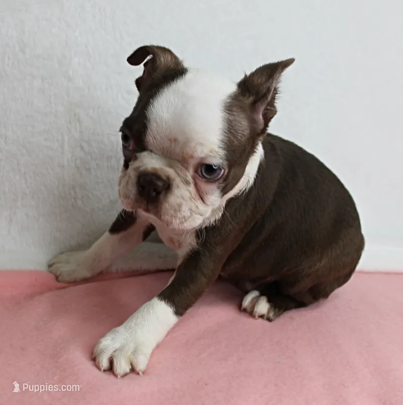 AKC Zoey's Chocolate & White Male Puppy 3 – Boston Terrier puppy for sale in Mount Olive, NC