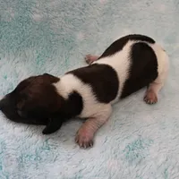 AKC Freckles Red & White Piebald Female Puppy 3, a female Miniature Dachshund for sale in Mount Olive, NC – 2 of 10