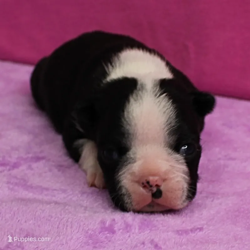 AKC Pumpkin's Female Puppy 2 – Boston Terrier puppy for sale in Mount Olive, NC