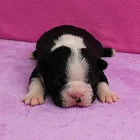 AKC Pumpkin's Female Puppy 2, a female Boston Terrier for sale in Mount Olive, NC – Photo 9 of 10