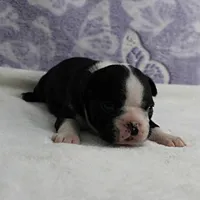 AKC Pumpkin's Female Puppy 2, a female Boston Terrier for sale in Mount Olive, NC – 5 of 10