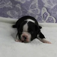 AKC Pumpkin's Female Puppy 2, a female Boston Terrier for sale in Mount Olive, NC – 4 of 10