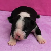 AKC Pumpkin's Female Puppy 2, a female Boston Terrier for sale in Mount Olive, NC – Photo 2 of 10