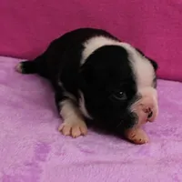 AKC Pumpkin's Female Puppy 2, a female Boston Terrier for sale in Mount Olive, NC – Photo 5 of 10