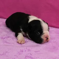 AKC Pumpkin's Female Puppy 2, a female Boston Terrier for sale in Mount Olive, NC – Photo 7 of 10