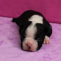 AKC Pumpkin's Female Puppy 2, a female Boston Terrier for sale in Mount Olive, NC – Photo 8 of 10