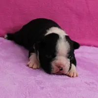 AKC Pumpkin's Female Puppy 2, a female Boston Terrier for sale in Mount Olive, NC – Photo 3 of 10