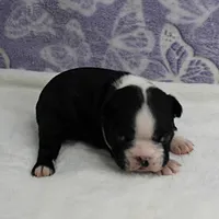 AKC Pumpkin's Female Puppy 2, a female Boston Terrier for sale in Mount Olive, NC – 2 of 10