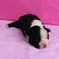 AKC Pumpkin's Female Puppy 2, a female Boston Terrier for sale in Mount Olive, NC – Photo 4 of 10