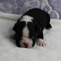 AKC Pumpkin's Female Puppy 2, a female Boston Terrier for sale in Mount Olive, NC – 6 of 10
