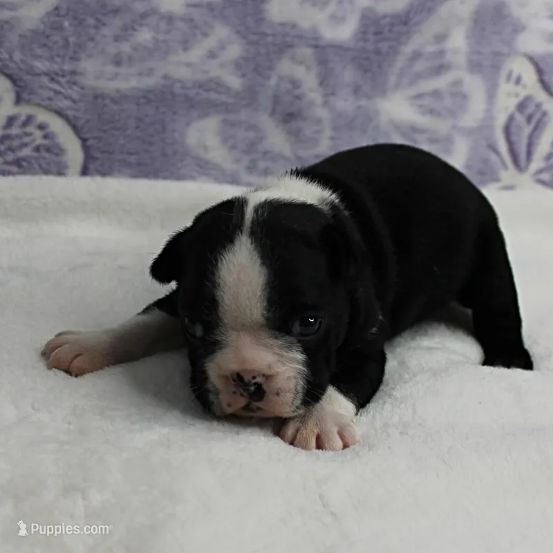 AKC Pumpkin's Female Puppy 2 – Boston Terrier puppy for sale in Mount Olive, NC