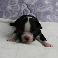 AKC Pumpkin's Female Puppy 2, a female Boston Terrier for sale in Mount Olive, NC – 10 of 10