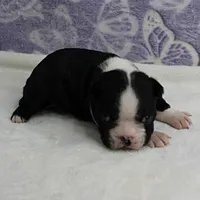 AKC Pumpkin's Female Puppy 2, a female Boston Terrier for sale in Mount Olive, NC – 3 of 10