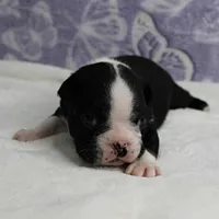 AKC Pumpkin's Female Puppy 2, a female Boston Terrier for sale in Mount Olive, NC – 9 of 10