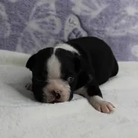 AKC Pumpkin's Female Puppy 2, a female Boston Terrier for sale in Mount Olive, NC – 7 of 10