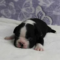 AKC Pumpkin's Female Puppy 2, a female Boston Terrier for sale in Mount Olive, NC – 8 of 10