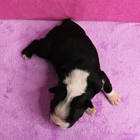 AKC Pumpkin's Female Puppy 2, a female Boston Terrier for sale in Mount Olive, NC – Photo 10 of 10