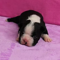 AKC Pumpkin's Female Puppy 2, a female Boston Terrier for sale in Mount Olive, NC – Photo 6 of 10