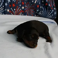 AKC Sallie's Black & Tan, Long Coat Female Puppy 1, a female Miniature Dachshund for sale in Mount Olive, NC – 4 of 10