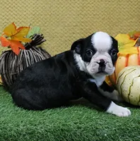 AKC Polly's Black & White Male Puppy 5, a male Boston Terrier for sale in Mount Olive, NC – 4 of 9
