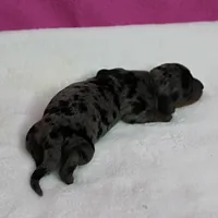 AKC Harleys Silver Dapple Female Puppy 1, a female Miniature Dachshund for sale in Mount Olive, NC – 3 of 10