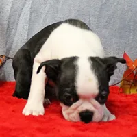 AKC Lula's Black & White Male Puppy 1, a male Boston Terrier for sale in Mount Olive, NC – 3 of 7