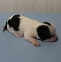 AKC Chelsea's Black, White & Tan Party Male Puppy 3, a male Chihuahua for sale in Mount Olive, NC – 6 of 6