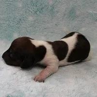 AKC Freckles Red & White Piebald Female Puppy 3, a female Miniature Dachshund for sale in Mount Olive, NC – 8 of 10