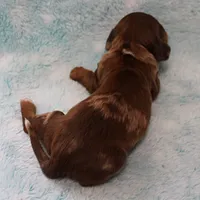 AKC Freckles Chocolate & Tan Dapple Female Puppy 5, a female Miniature Dachshund for sale in Mount Olive, NC – 10 of 10