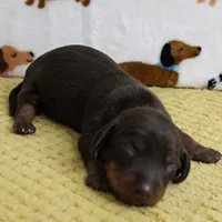AKC Robin's Chocolate & Tan Male Puppy 5, a male Miniature Dachshund for sale in Mount Olive, NC – 4 of 10
