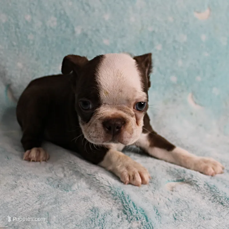 AKC Zoey's Chocolate & White Male Puppy 3 – Boston Terrier puppy for sale in Mount Olive, NC