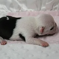AKC Polly's White Face Female Puppy 3, a female Boston Terrier for sale in Mount Olive, NC – 4 of 10