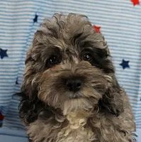 Twinkle's Blue Merle Female Puppy 1, a female Cockapoo for sale in Mount Olive, NC – 1 of 10