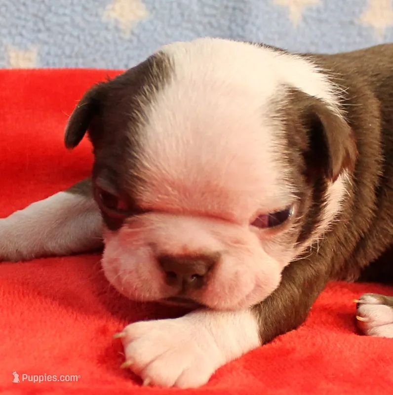 AKC Zoe's Chocolate & White Male Puppy 3 – Boston Terrier puppy for sale in Mount Olive, NC